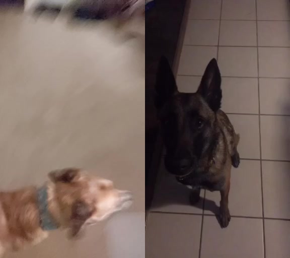 @vaguely.coonhounds