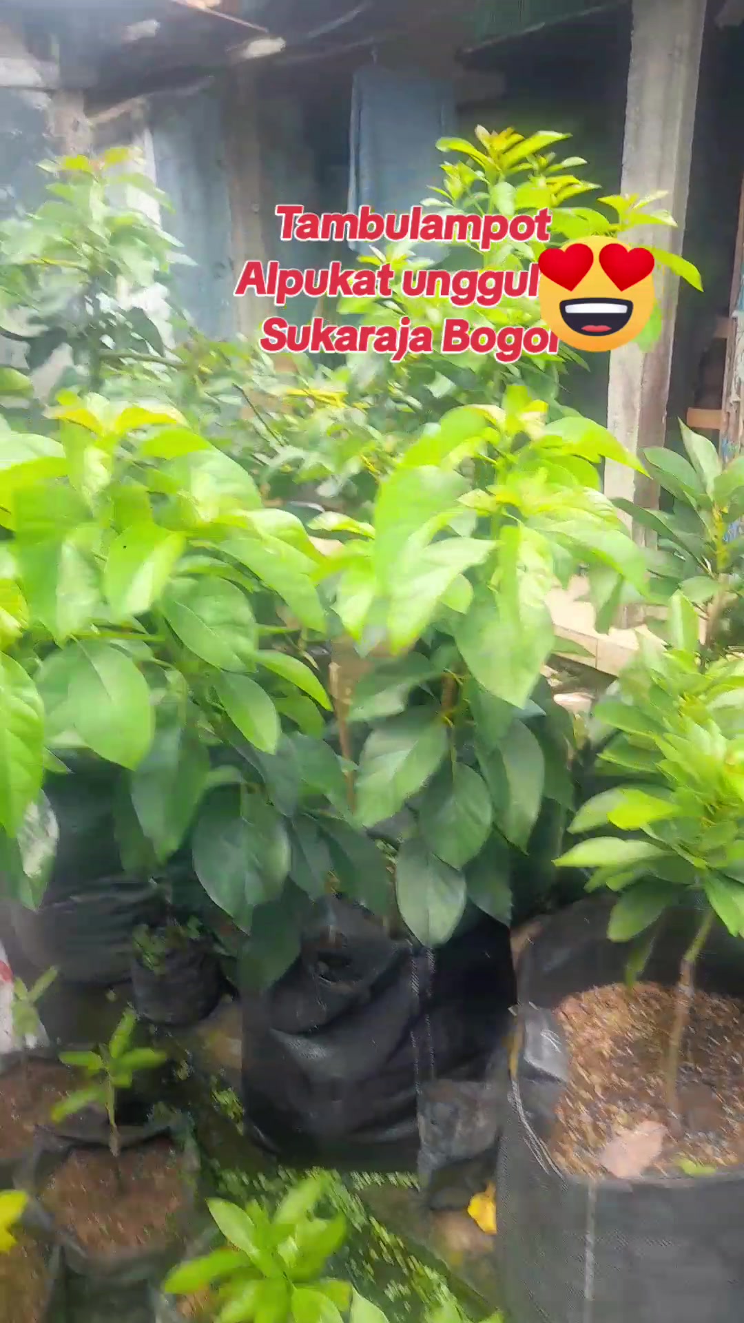 @Sandra_Purba76