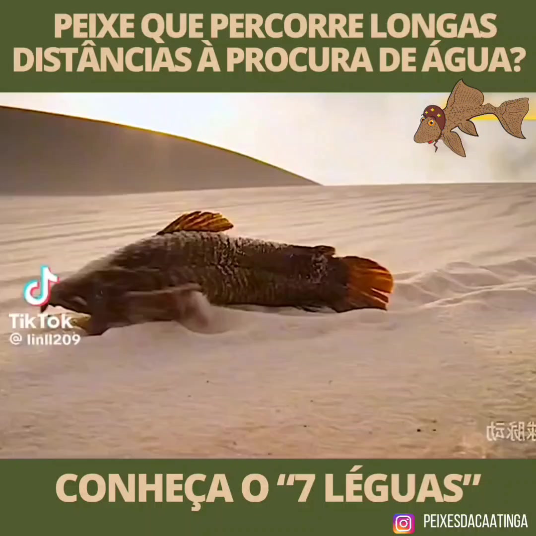 @PeixesdaCaatinga
