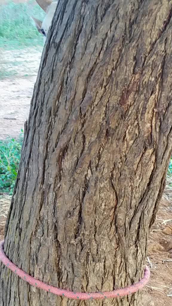 @MayilrayanNadduveran