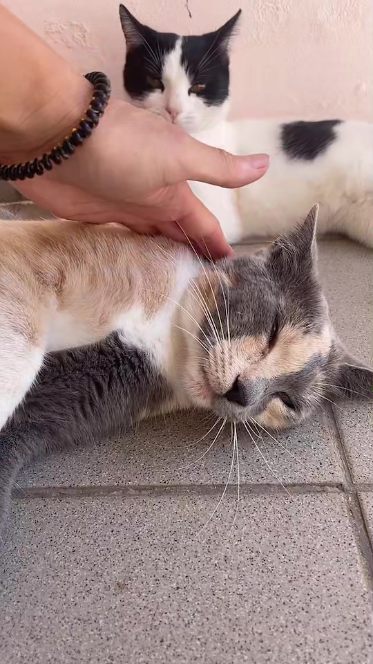 @CuteCat