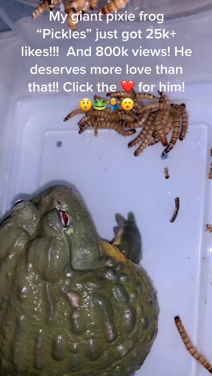 @Reptile Edu-tainment