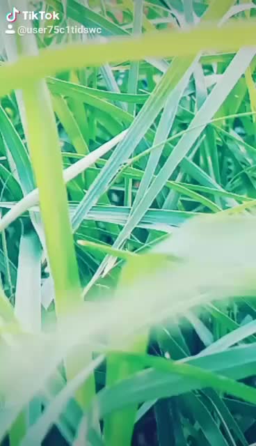 @jaga Lavu😘😘