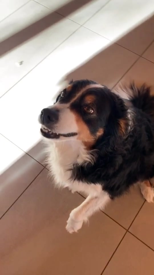 @Chocolats Le Chien