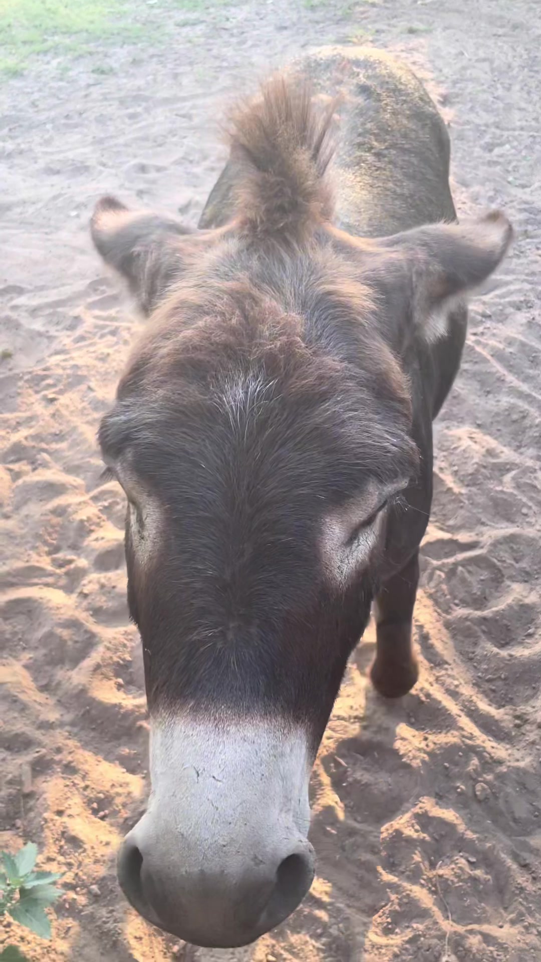 @DonkeyDaily