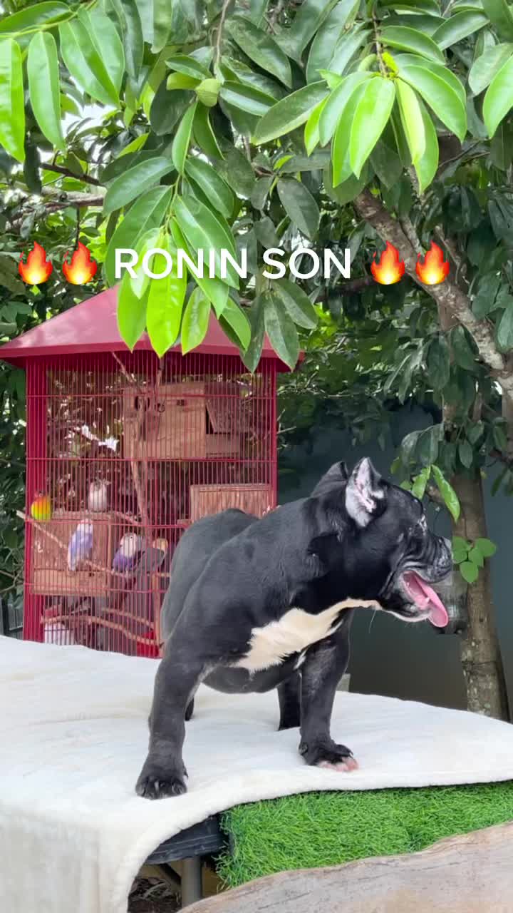 @burangas27