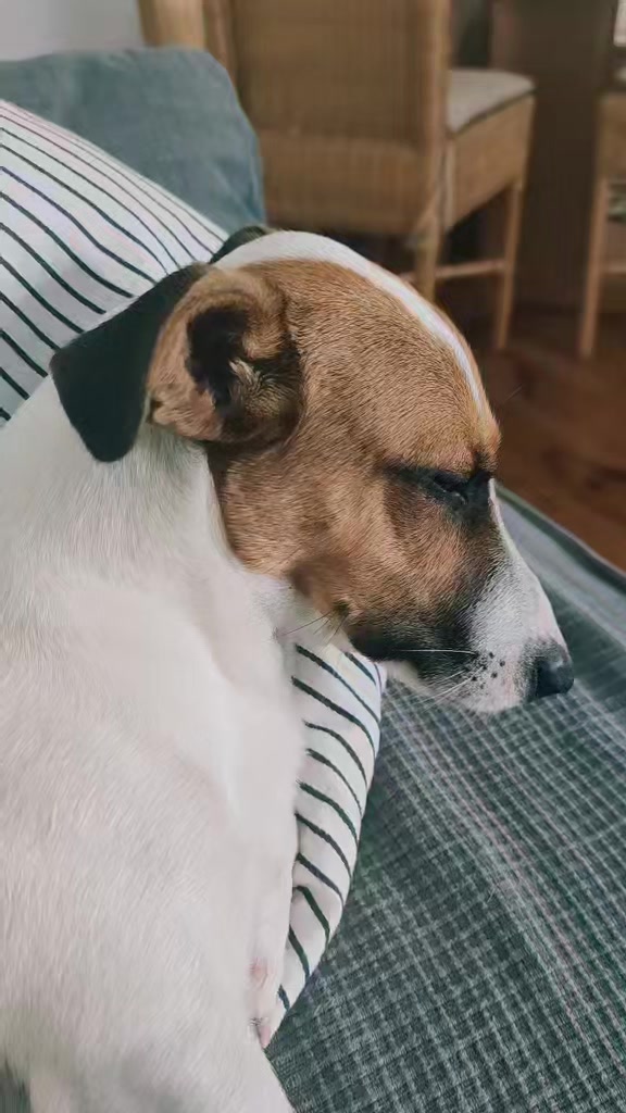 @Opie and Jax 🧡