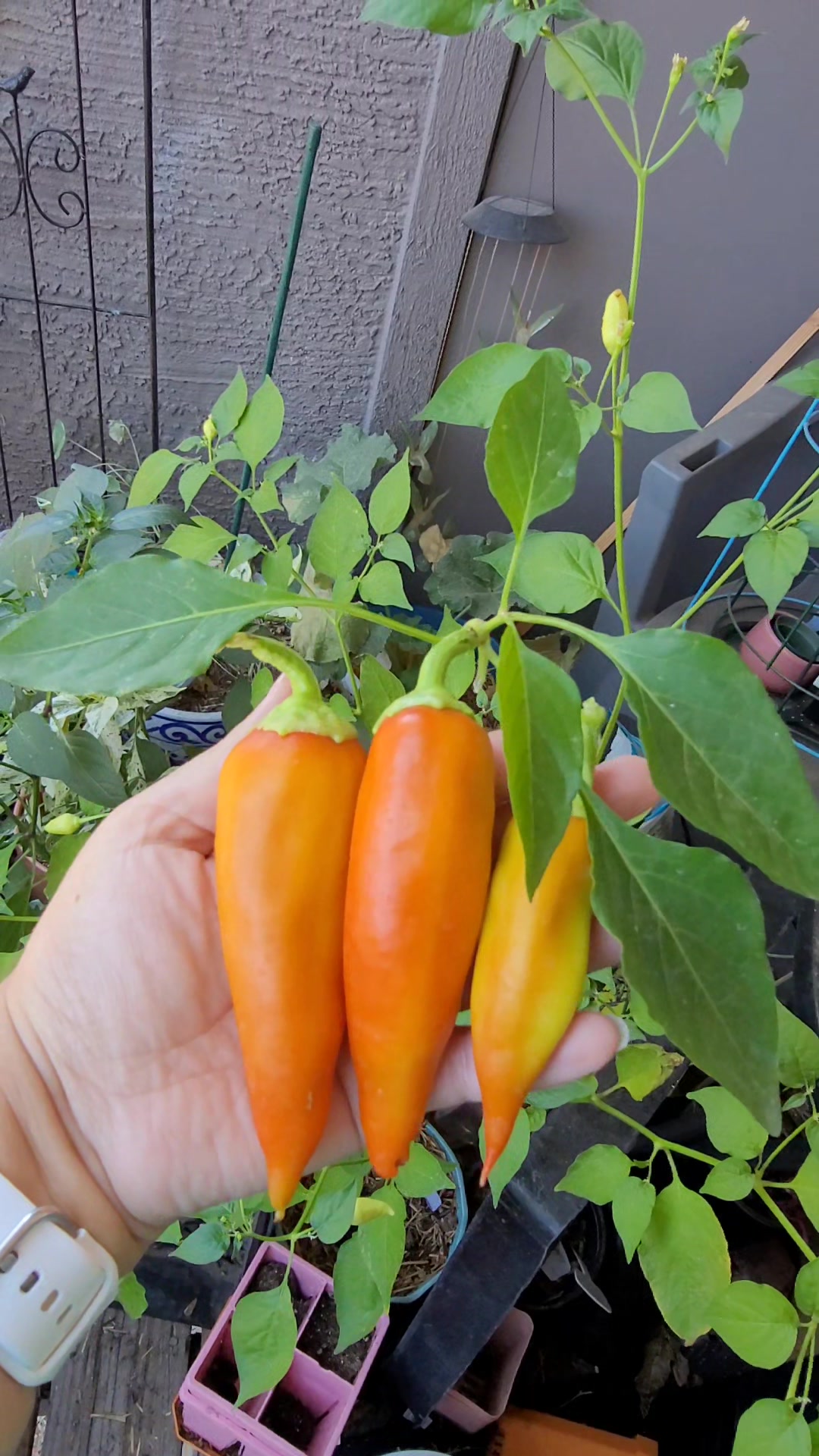 @Sandra | Balcony Gardener
