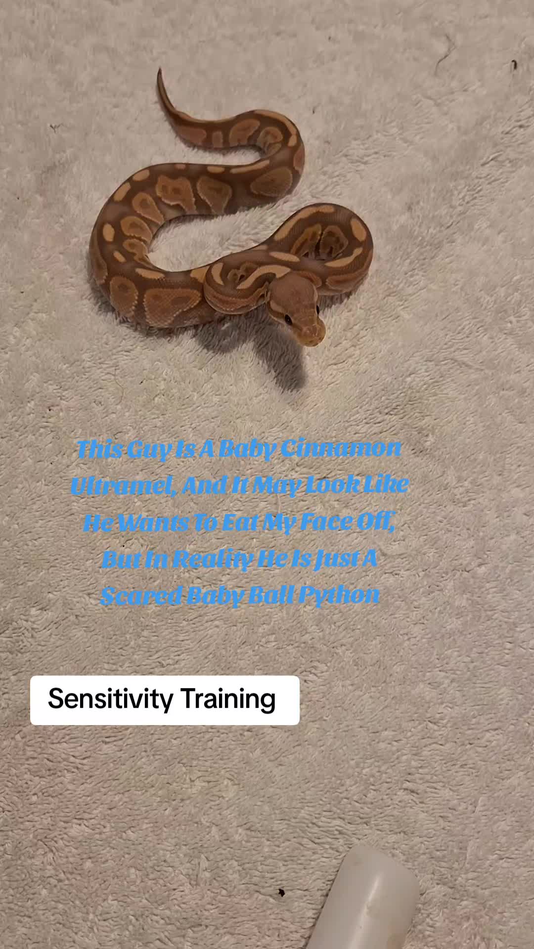 @⛓️🐍Syntr(CRR)🐍⛓️
