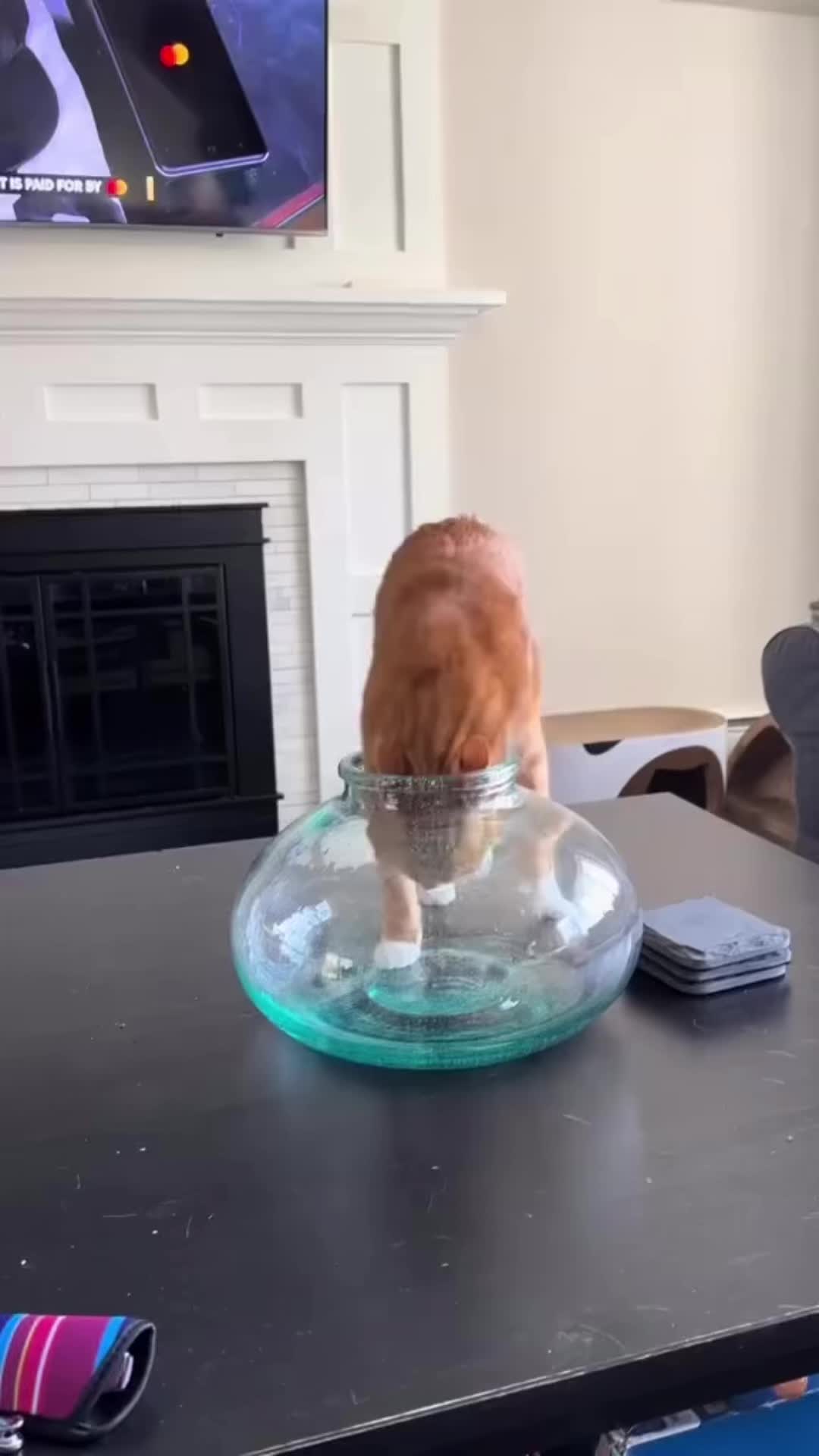 @RingDoorBellVideos