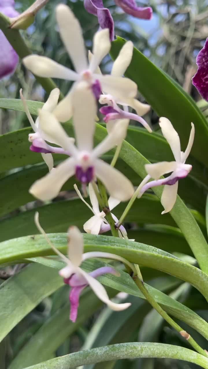 @Motes Orchids