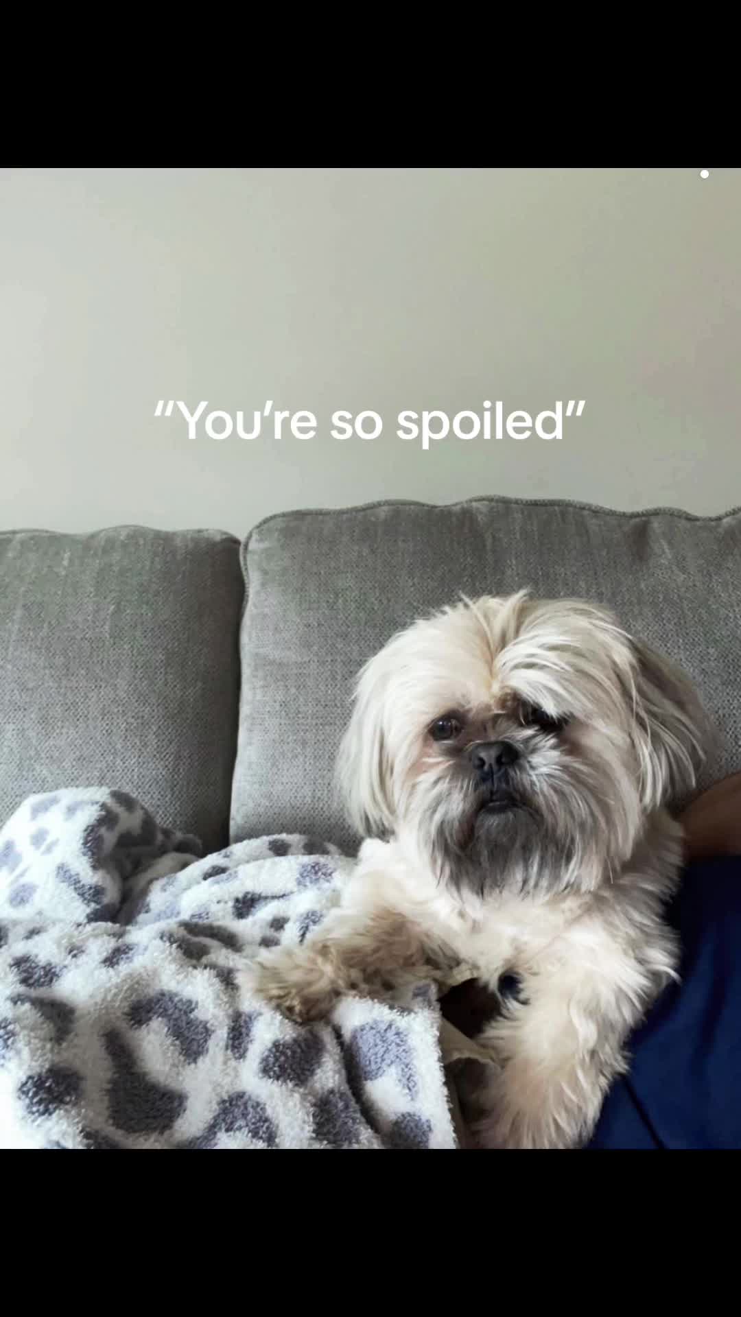 @Dudley&Ollie🐾