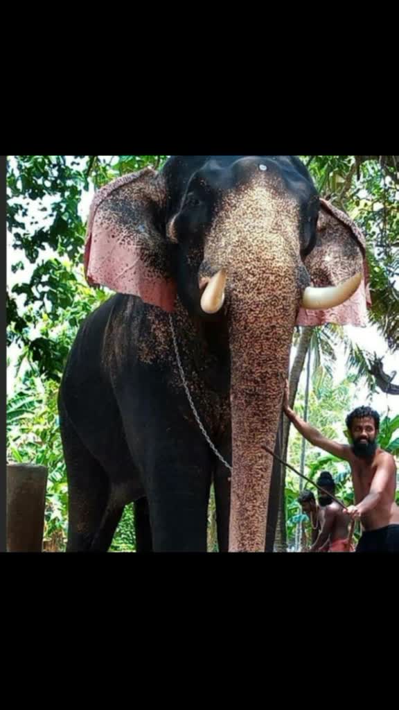 @Vaisakh M