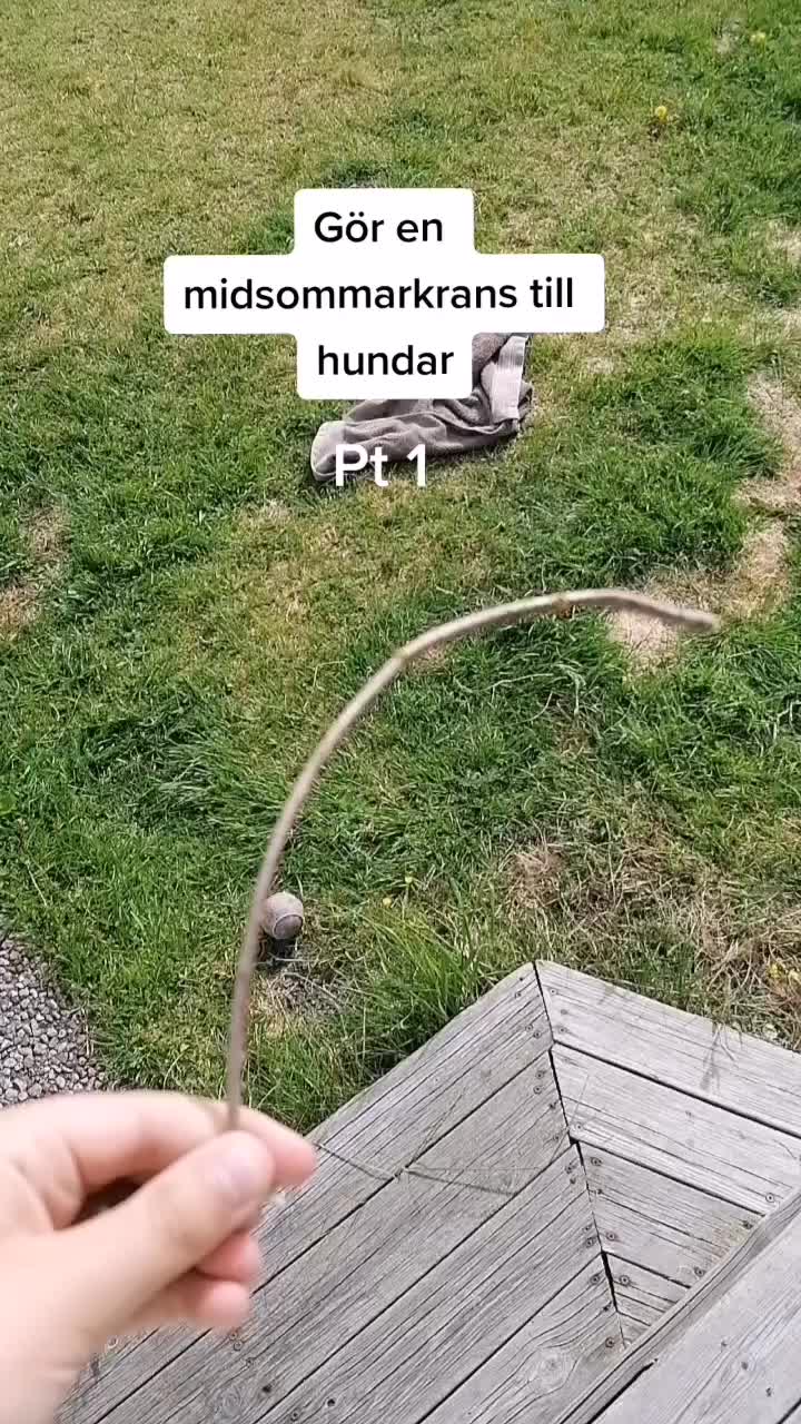 @Cockerspanielester