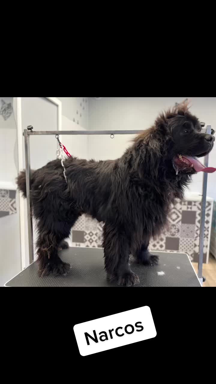 @Groomer ✃ 76