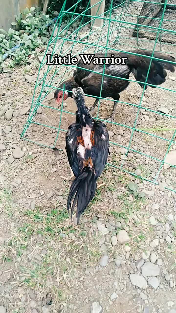 @RAPTOR GP🐓