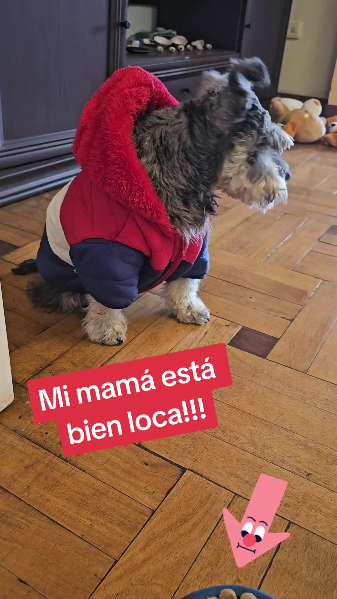 @Forest🐶.schnauzer