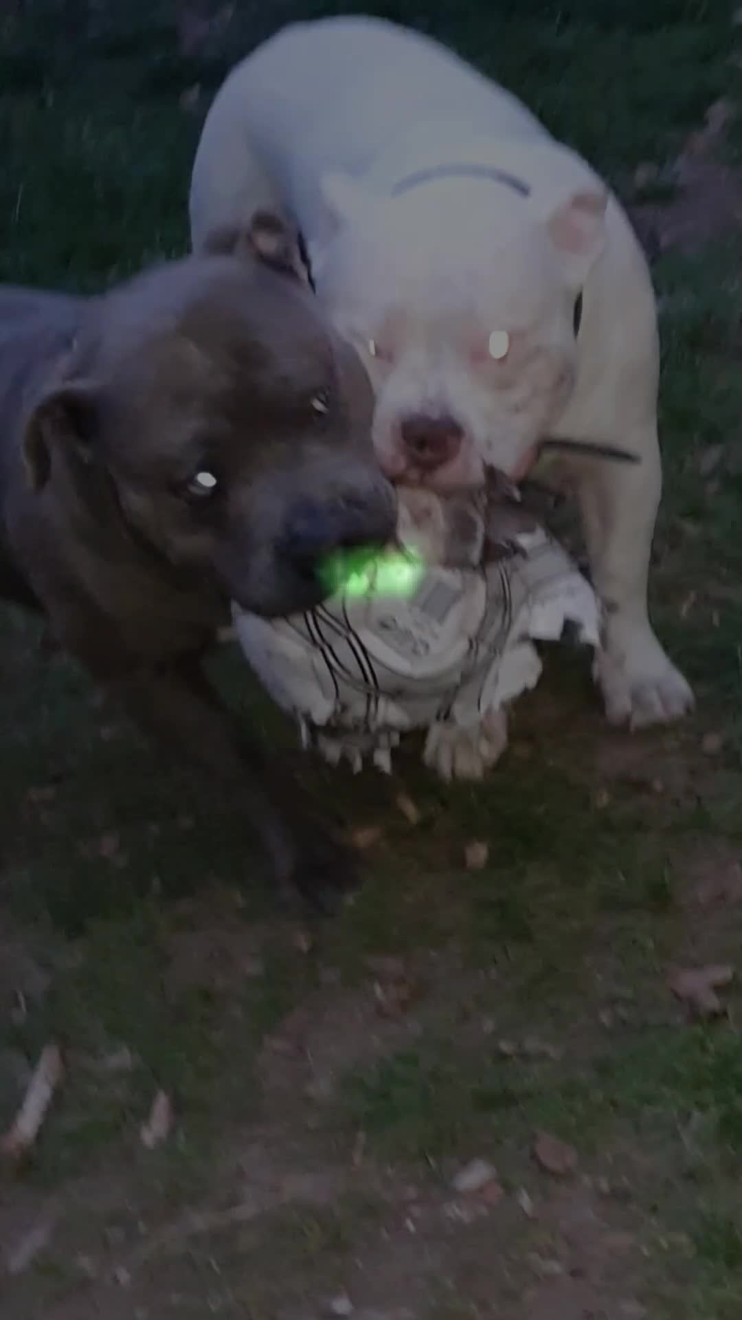 @🐾🪐The bully 🪐🐾