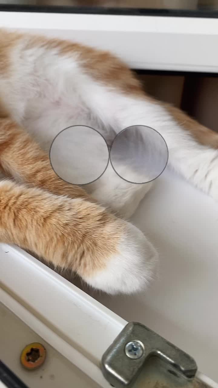 @Cat_Stepan