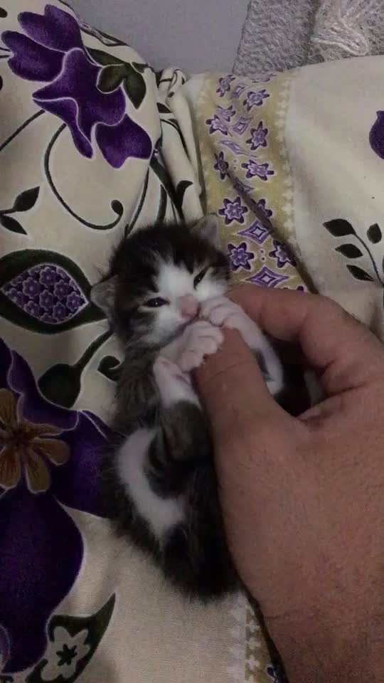 @ŞİRİN 🐈🐈