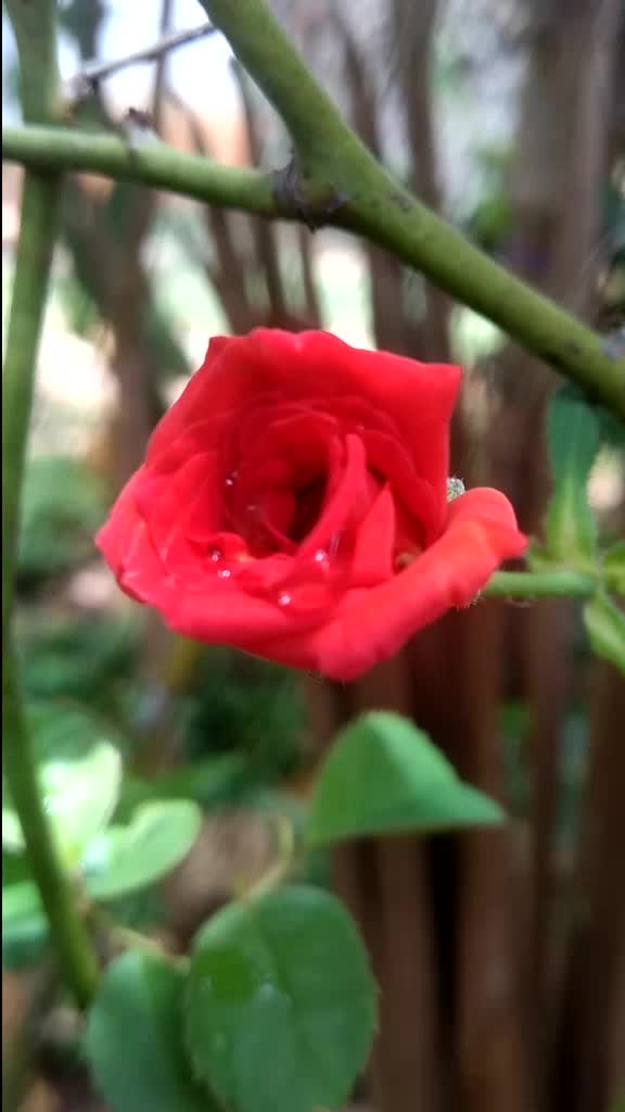 @Mamatha Mamatha