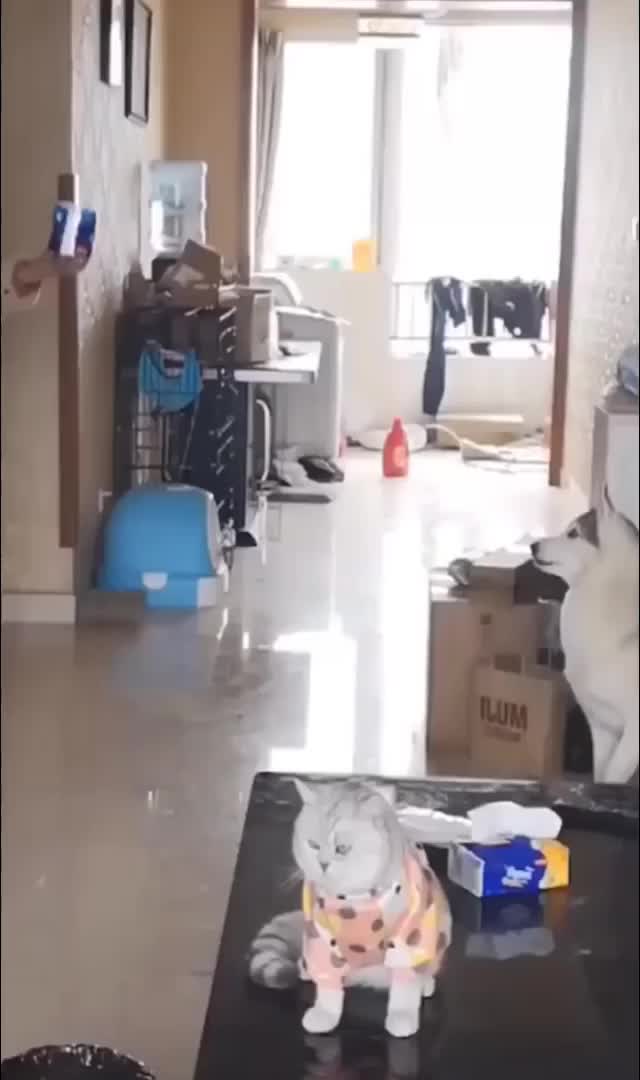 @Derpyoso