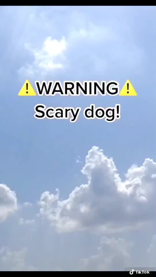@🐶 Lily 🐶