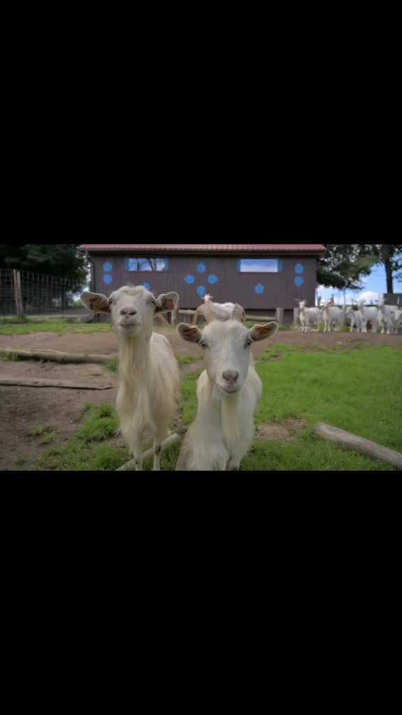 @Bakwan Animals