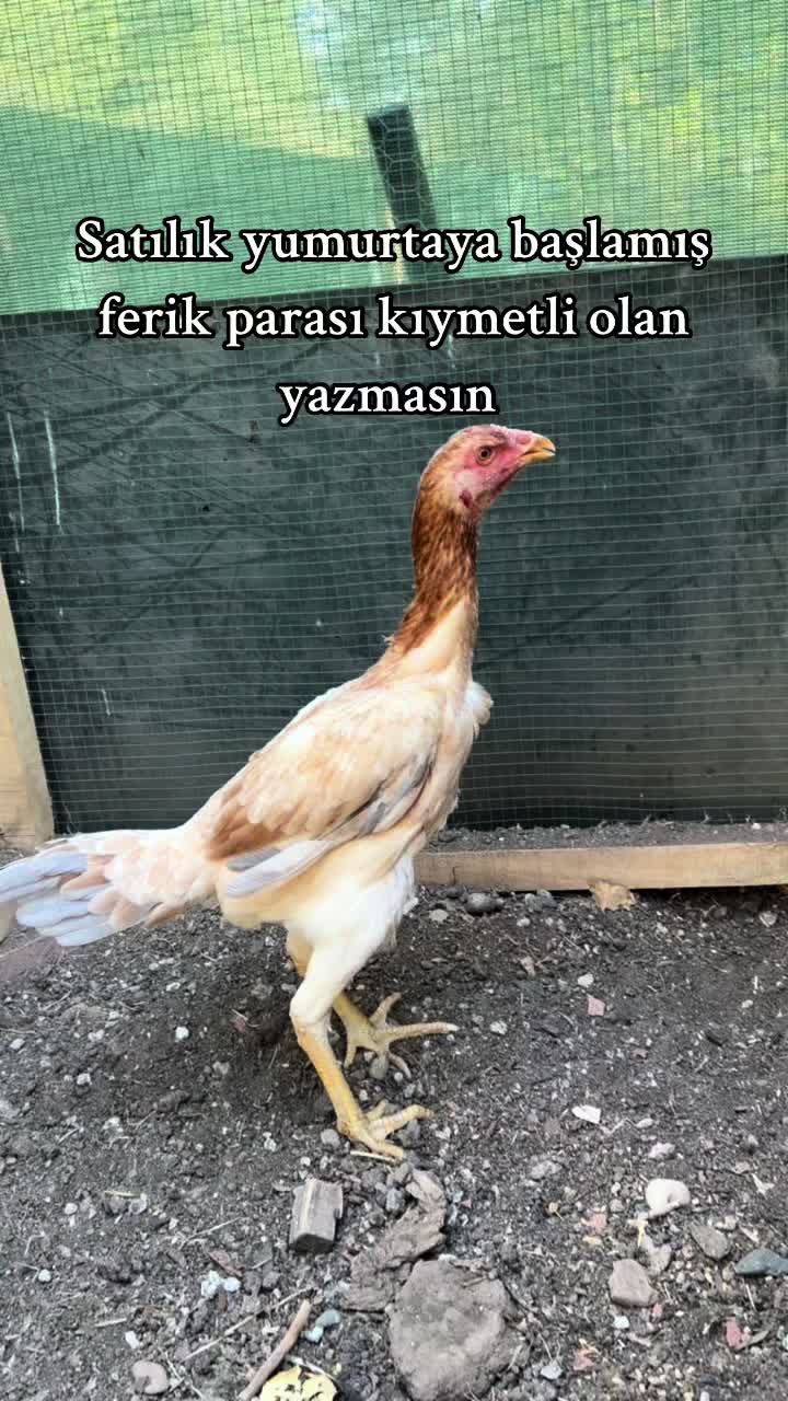@Sivas Aslanları 🦅