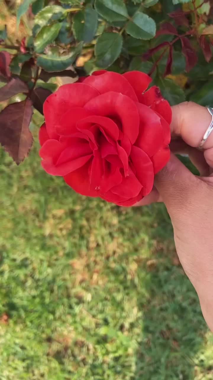 @Larissa