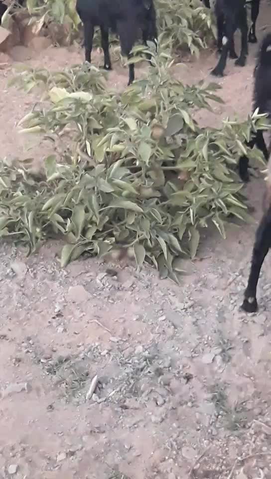 @પ્રભુભાઈ ભાડકા