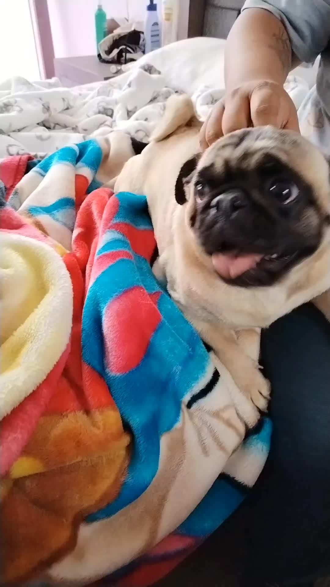 @Pugs en acción 🐶