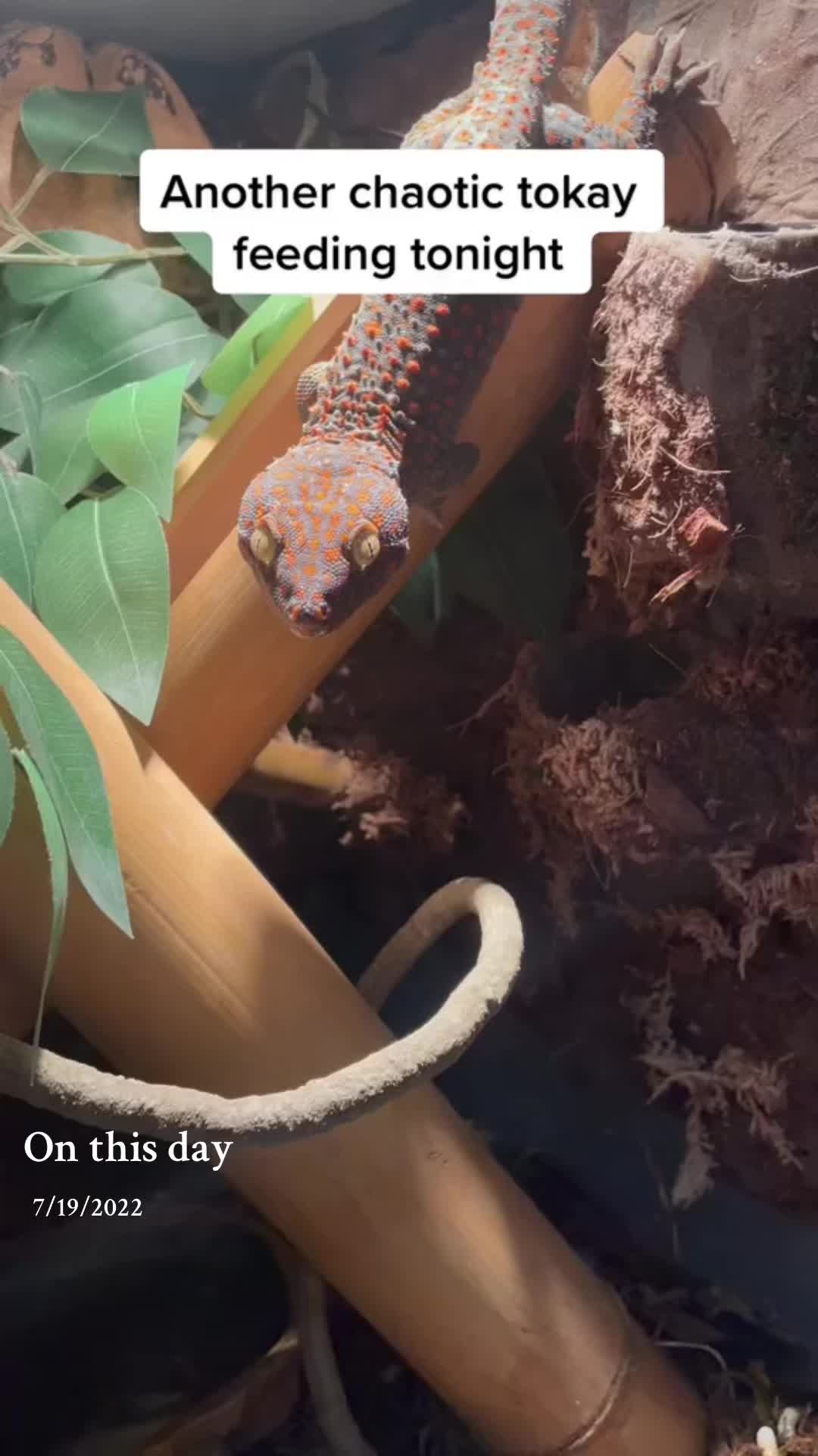 @ten🐍