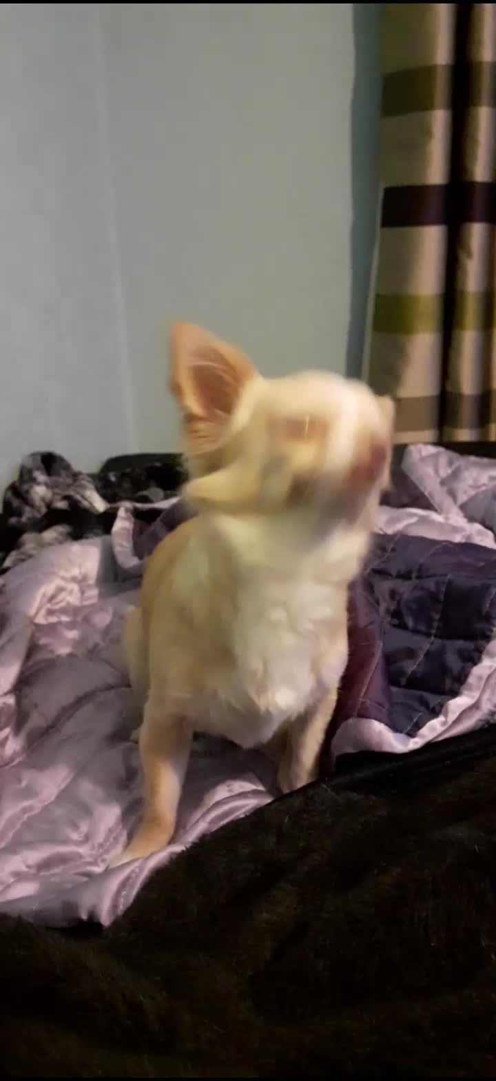 @threedogsanjenny