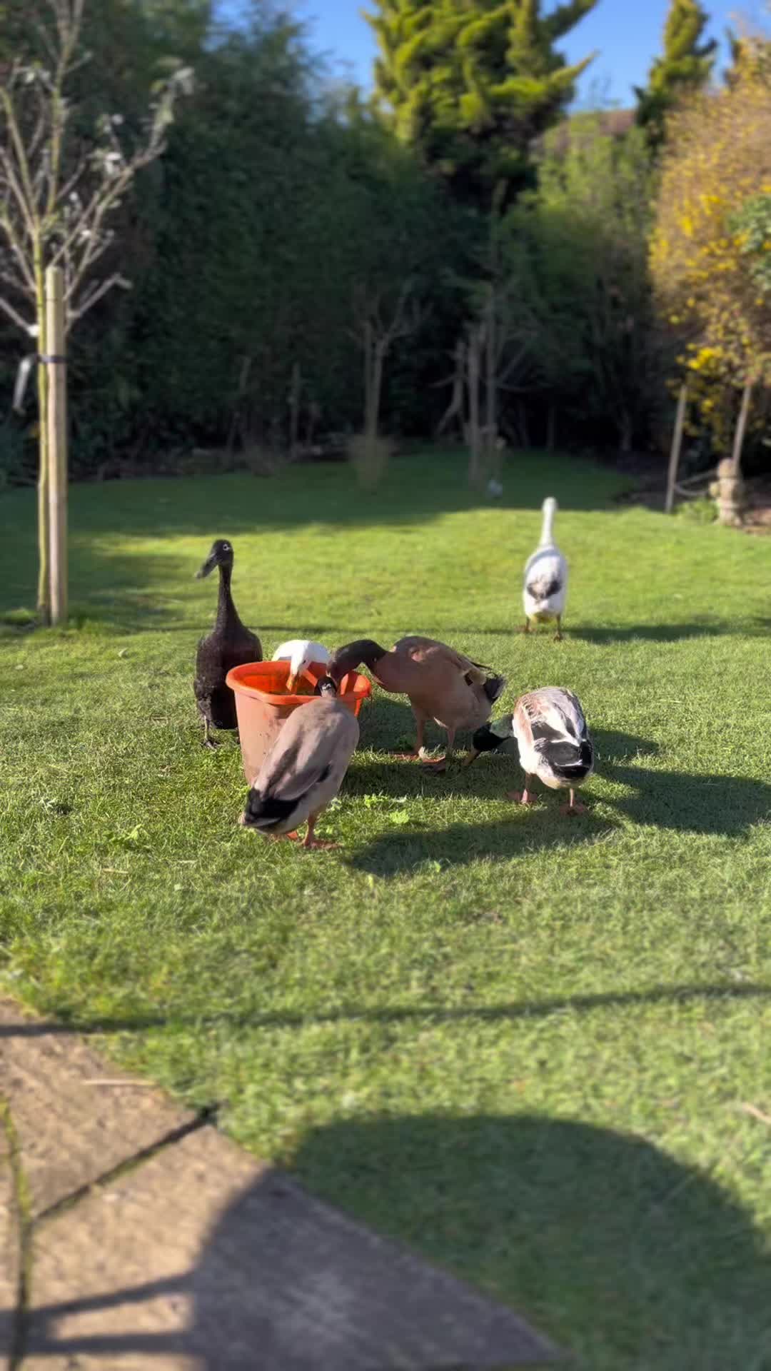 @Crazy Duck UK
