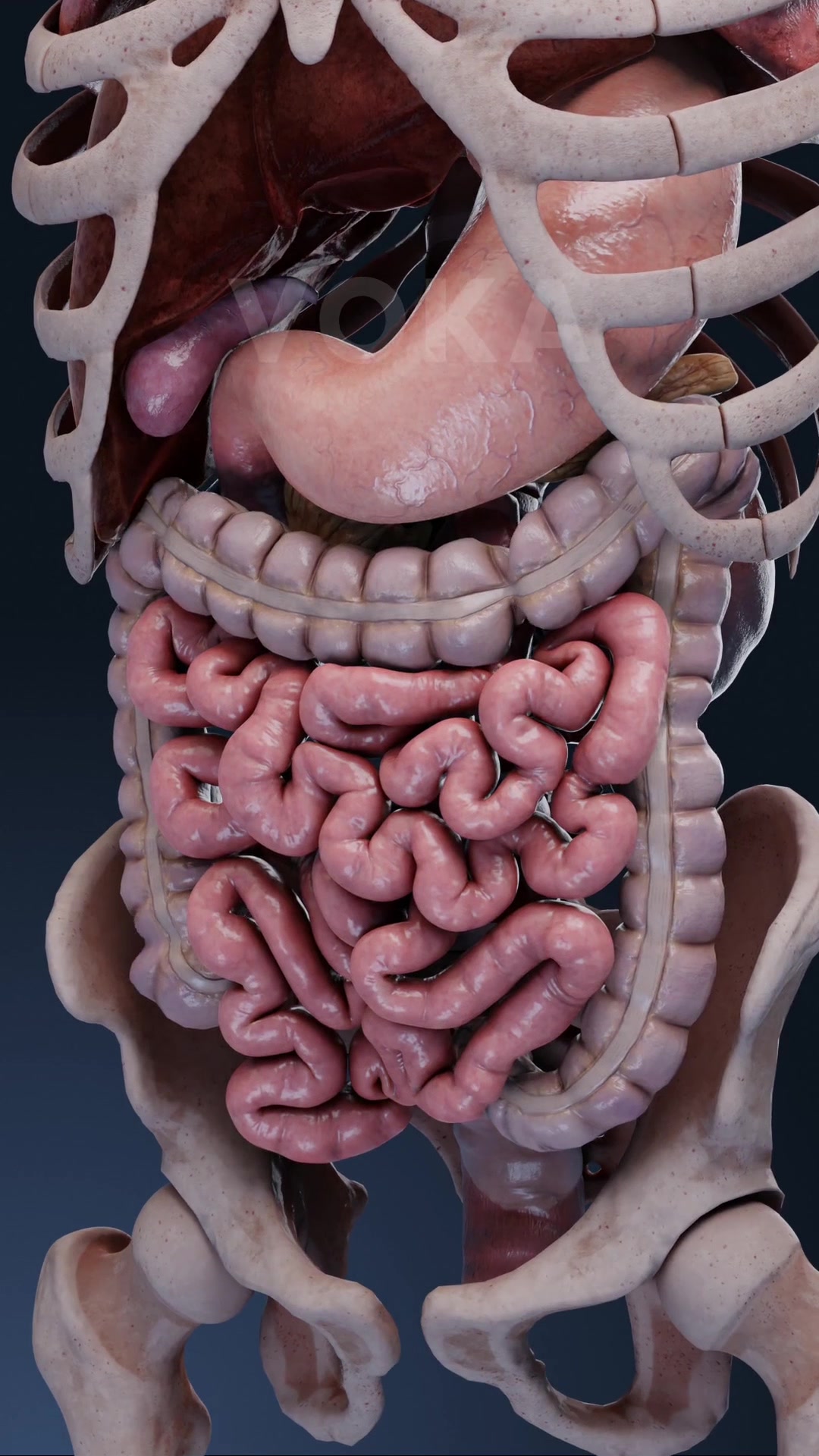 @VOKA 3D Anatomy & Pathology