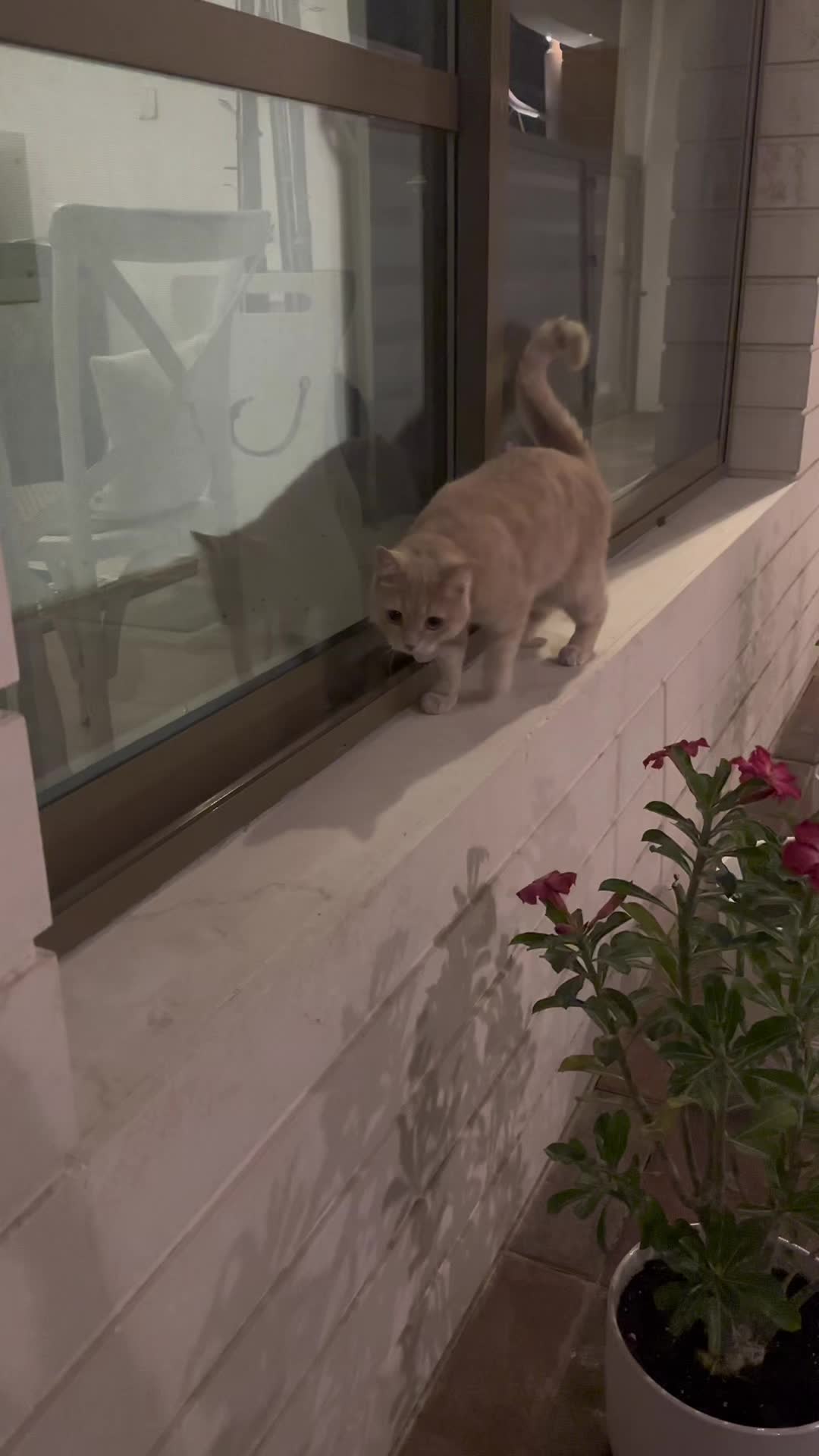 @Gandalf the Cat