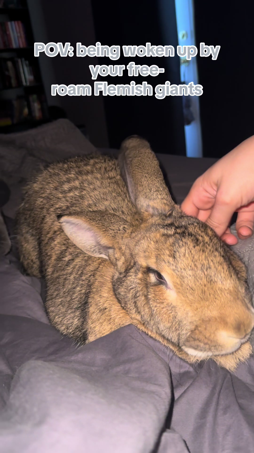 @🐰 Rex Rabbit Rex 🐰