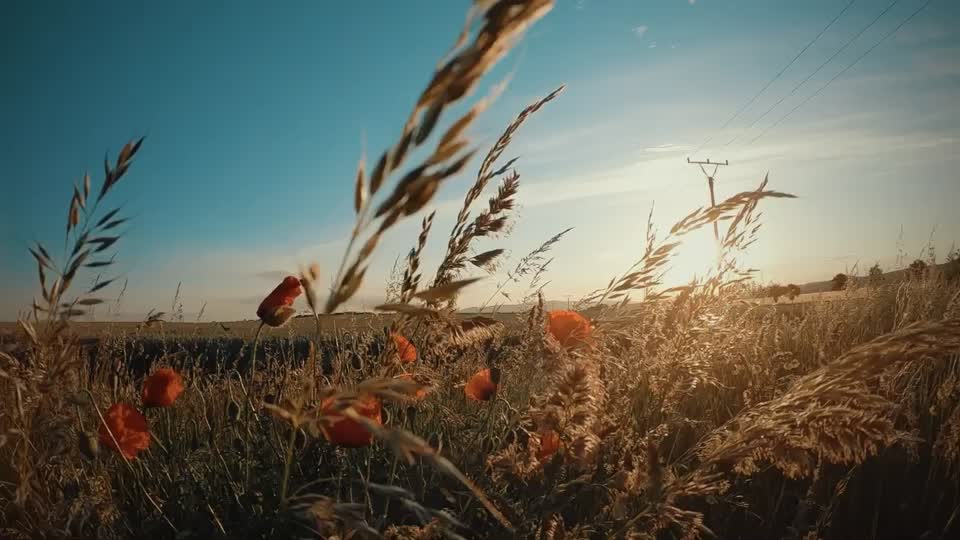 @Michal Botansky