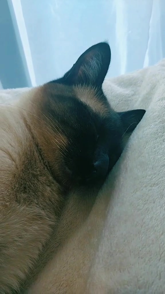 @Titan the Cat
