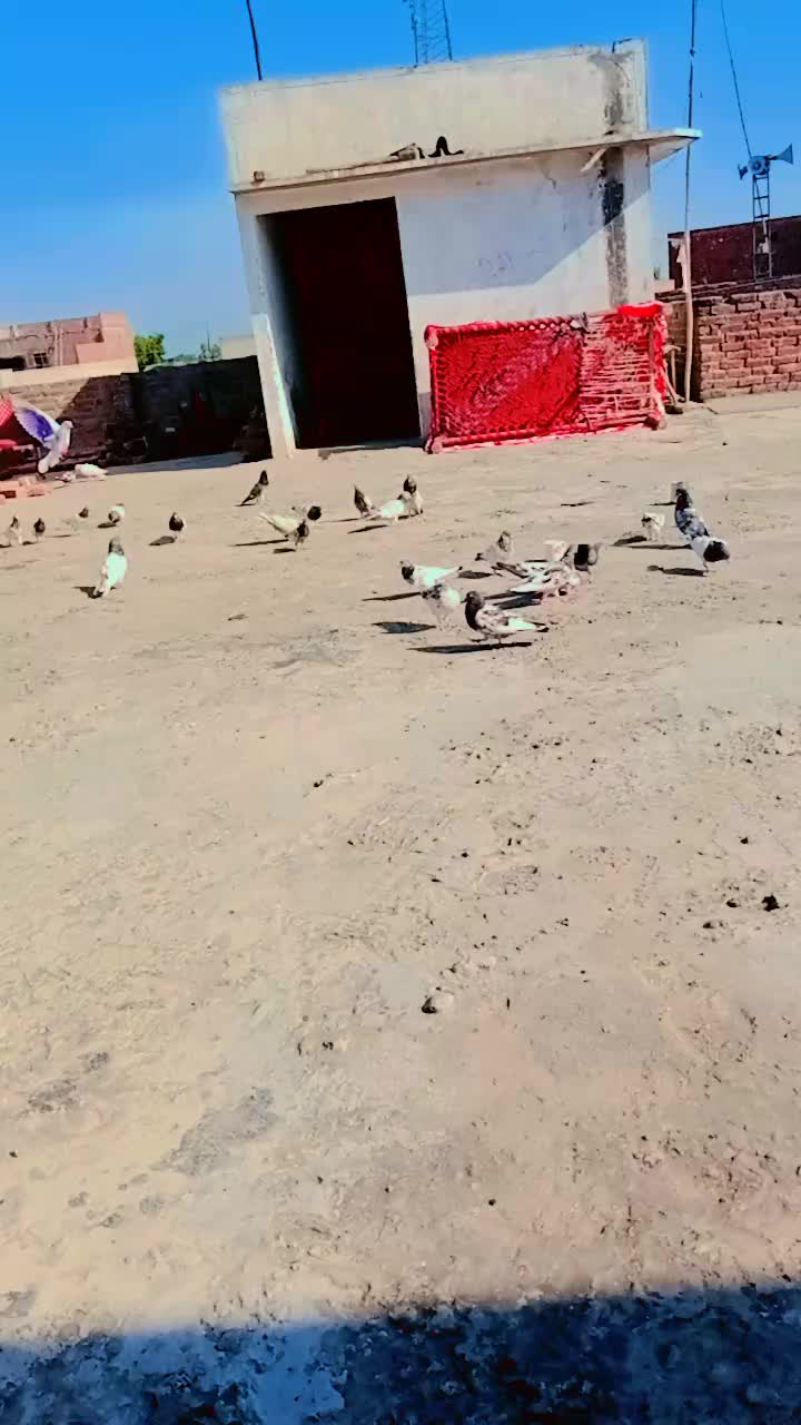 @کبوتر 🕊🕊باز🕊🕊