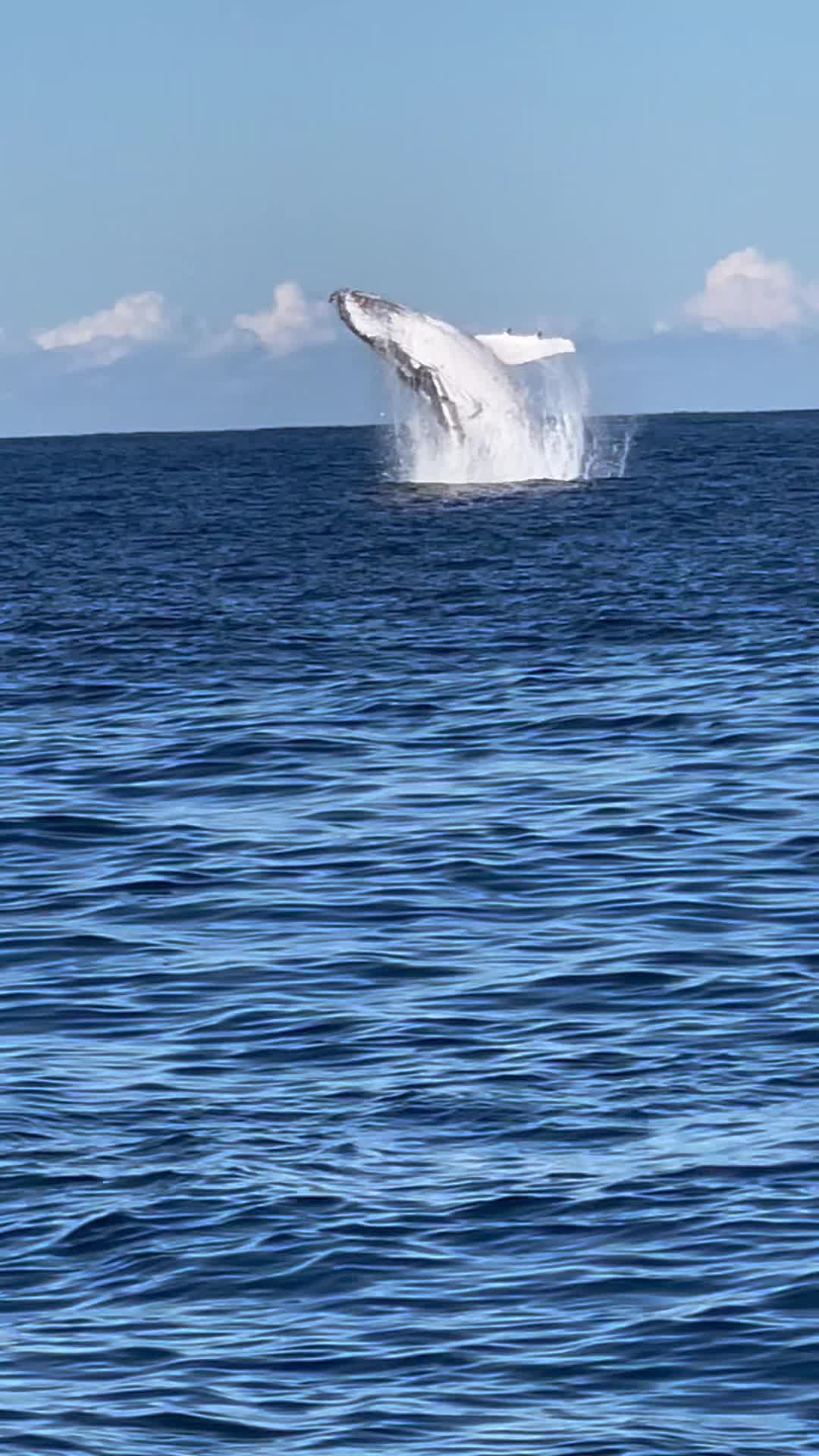 @Beneath-the-surface-fishing