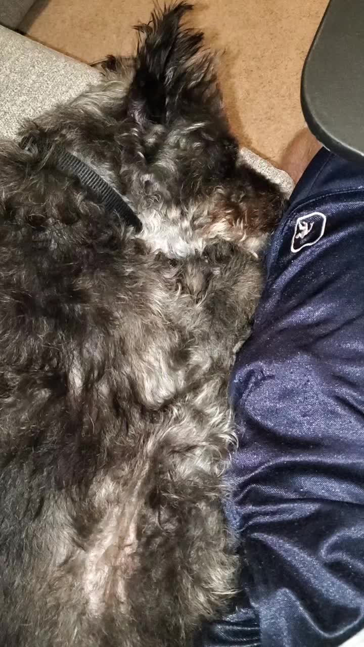@Toto the Mutt