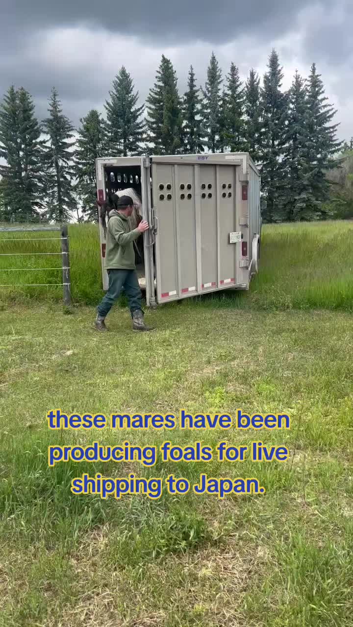 @Horse Heroes Alberta