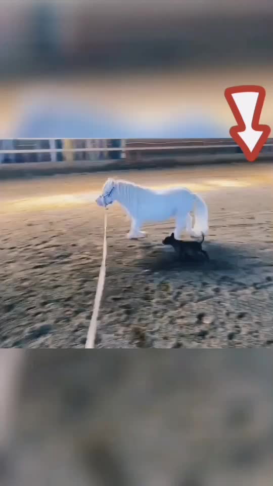 @Horse🐴🦄💕