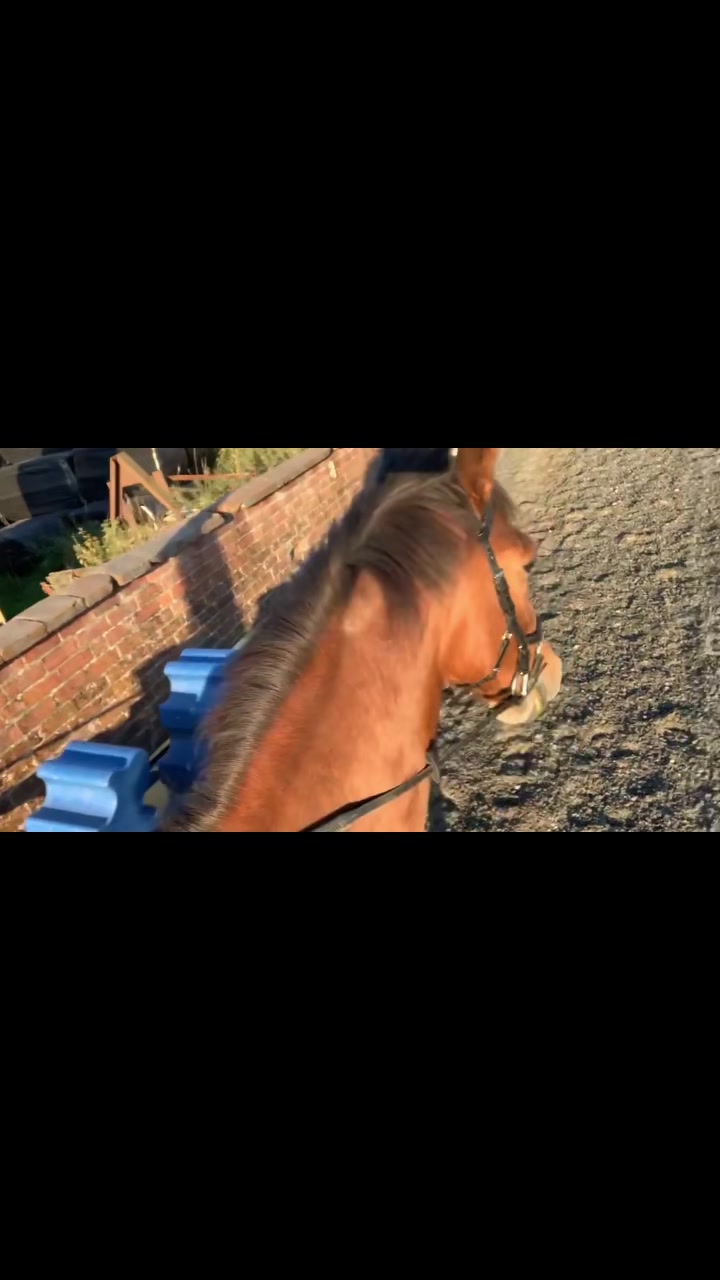 @ypequestrian