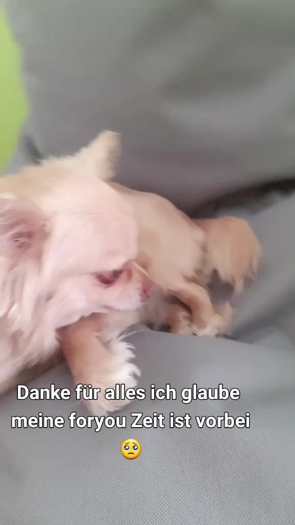 @sissi_dog