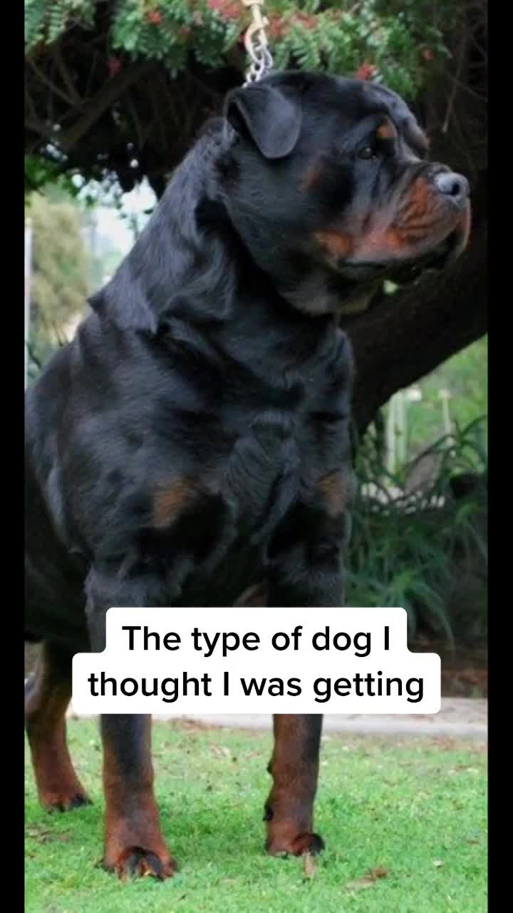 @Pluto the Rottie