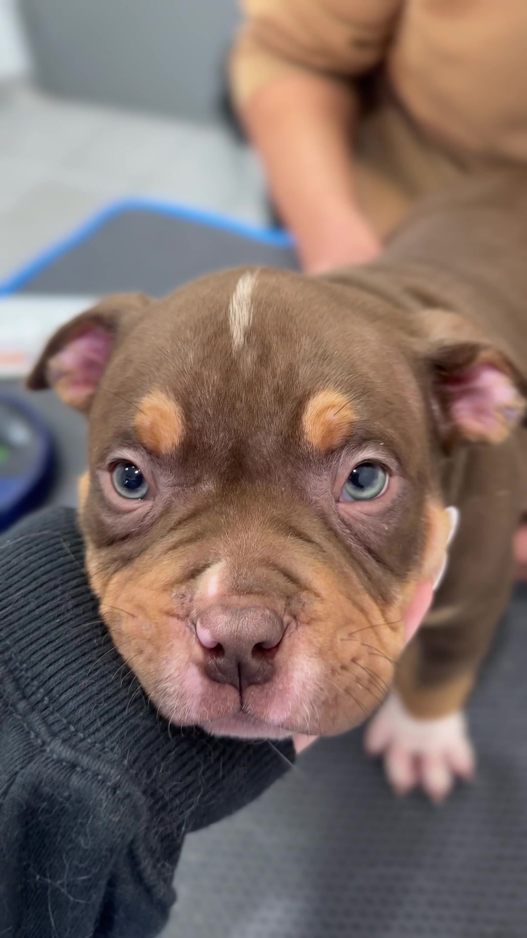 @Vets for Pets