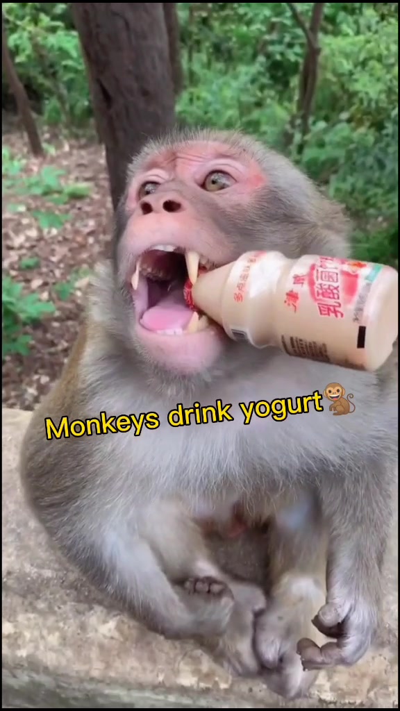@Surprise animal
